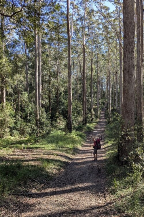 sunshine-coast-hinterland-main